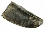 Fossil Tyrannosaur Tooth - Two Medicine Formation #265797-1